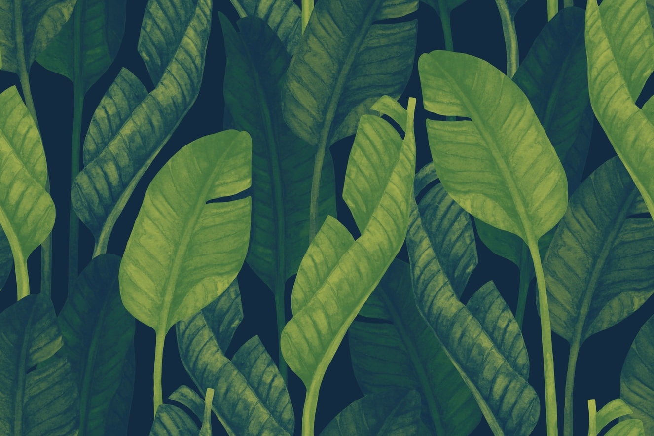 Fresh Green Large Banana Leaves Wallpaper