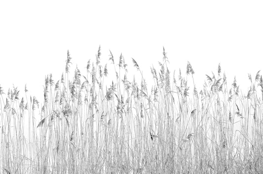 Gray Breeze Canebrake Wallpaper Mural