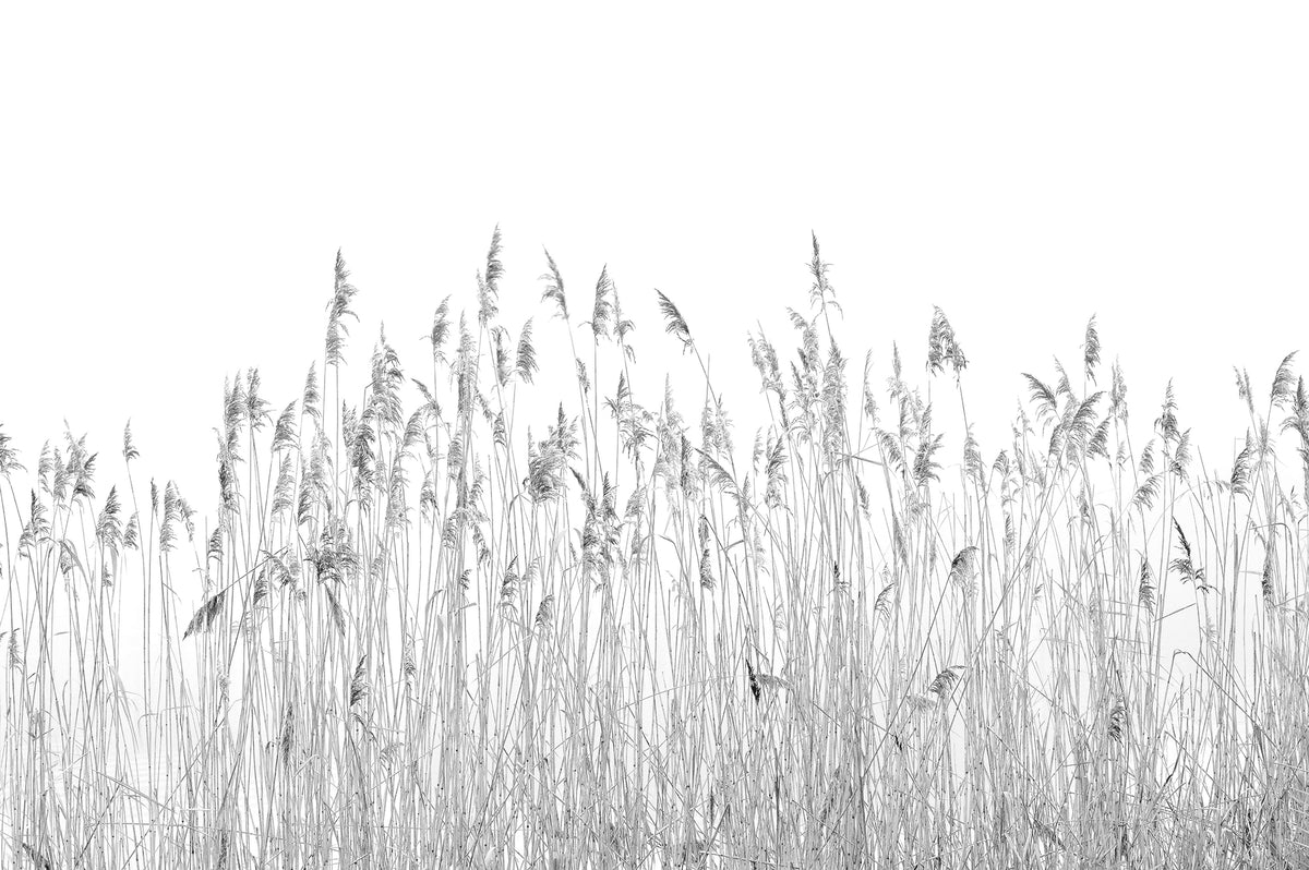 Gray Breeze Canebrake Wallpaper Mural in your room — zoomed