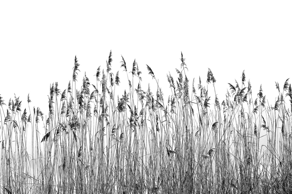 Black and white canebrake Wallpaper