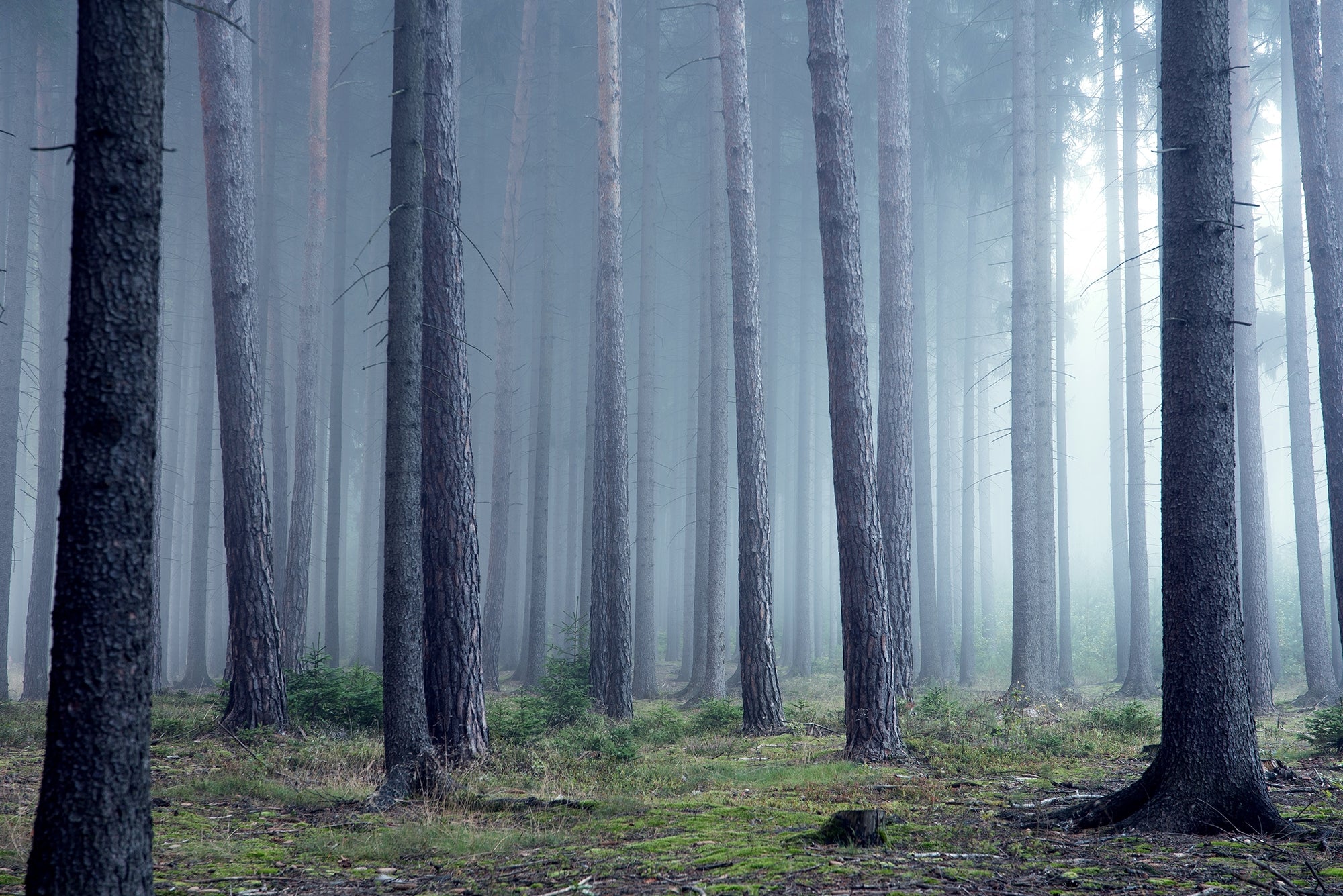 Mysterious Misty Forest Wall Murals