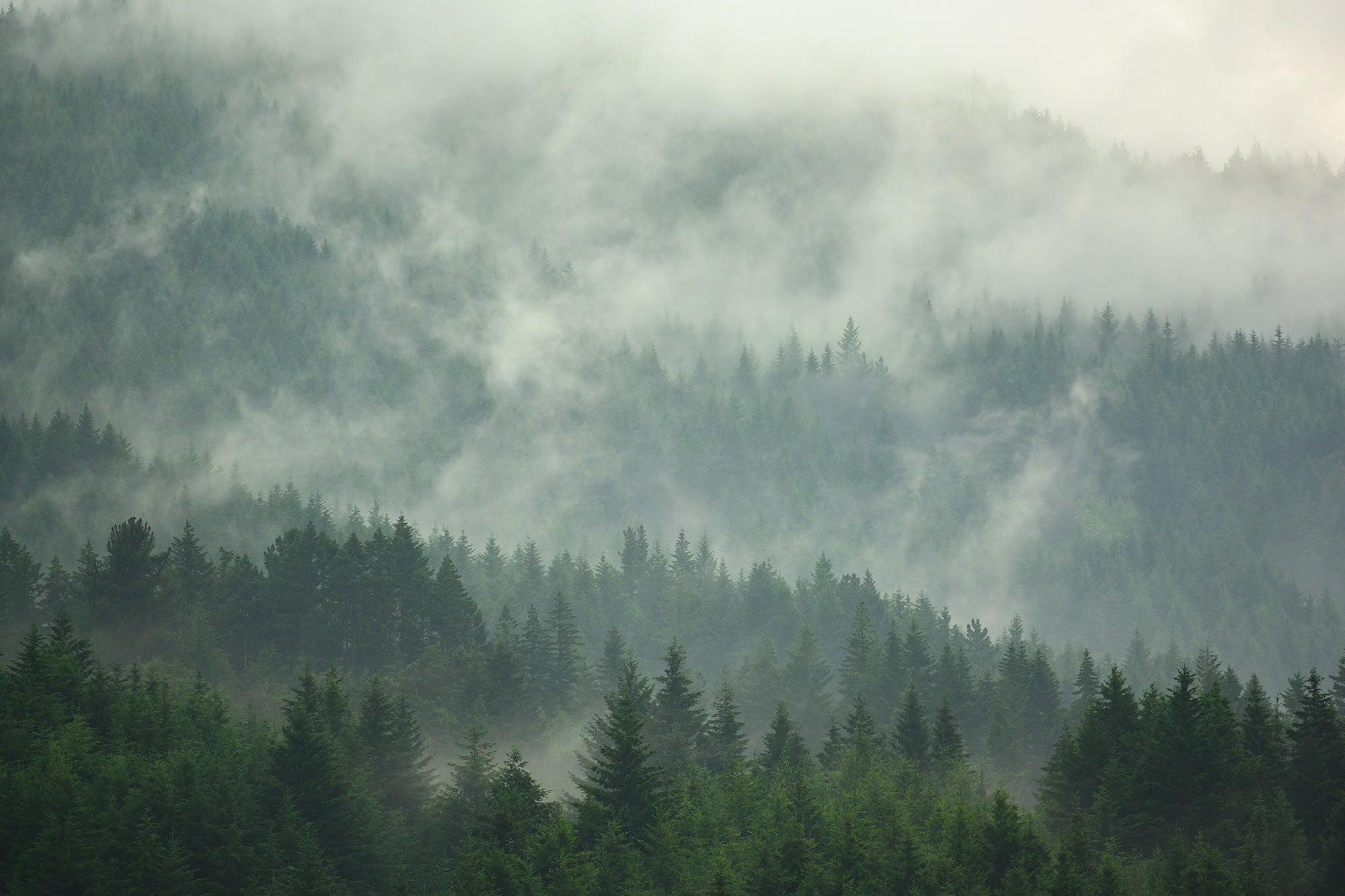Foggy Tropical Forest View Wall Murals