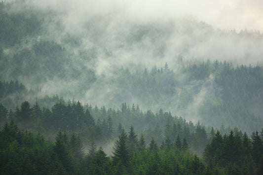 Foggy Tropical Forest View Wall Murals