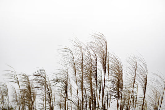 River Side Reed Field Wallpaper Murals