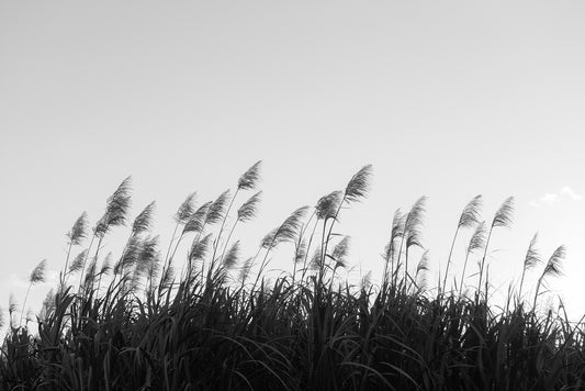Black and White Pampa Herbs Wallpaper Murals