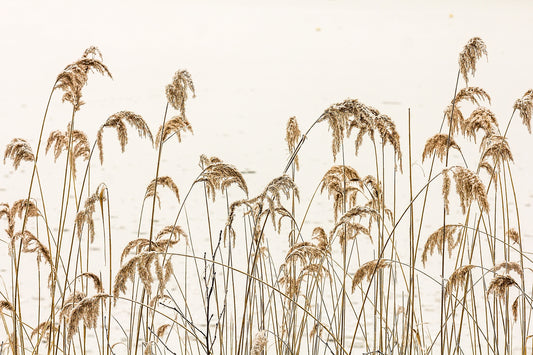 Brown Withered Grass Wallpaper Murals