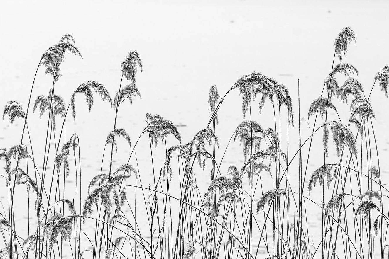 Reed Field Self Adhesive Wall Murals