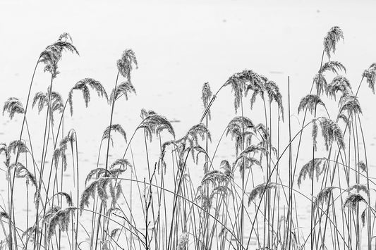 Reed Field Self Adhesive Wall Murals