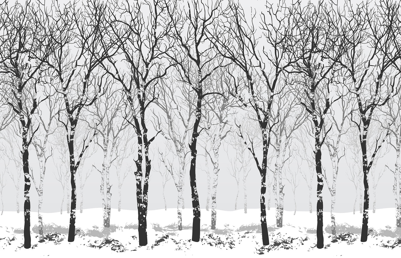 Winter Birch Trees Wallpaper Murals