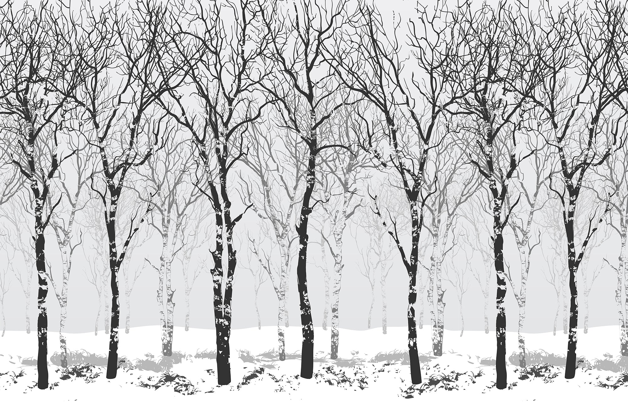 Winter Birch Trees Wallpaper Murals