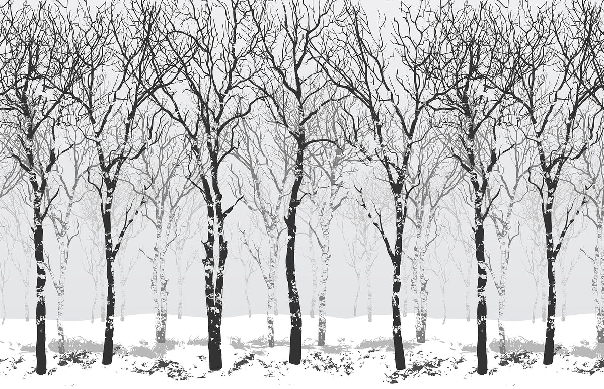 Winter Birch Trees Wallpaper Murals in your room — zoomed