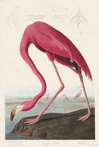 Audubon Flamingo Oasis Wall Mural - Wallanza