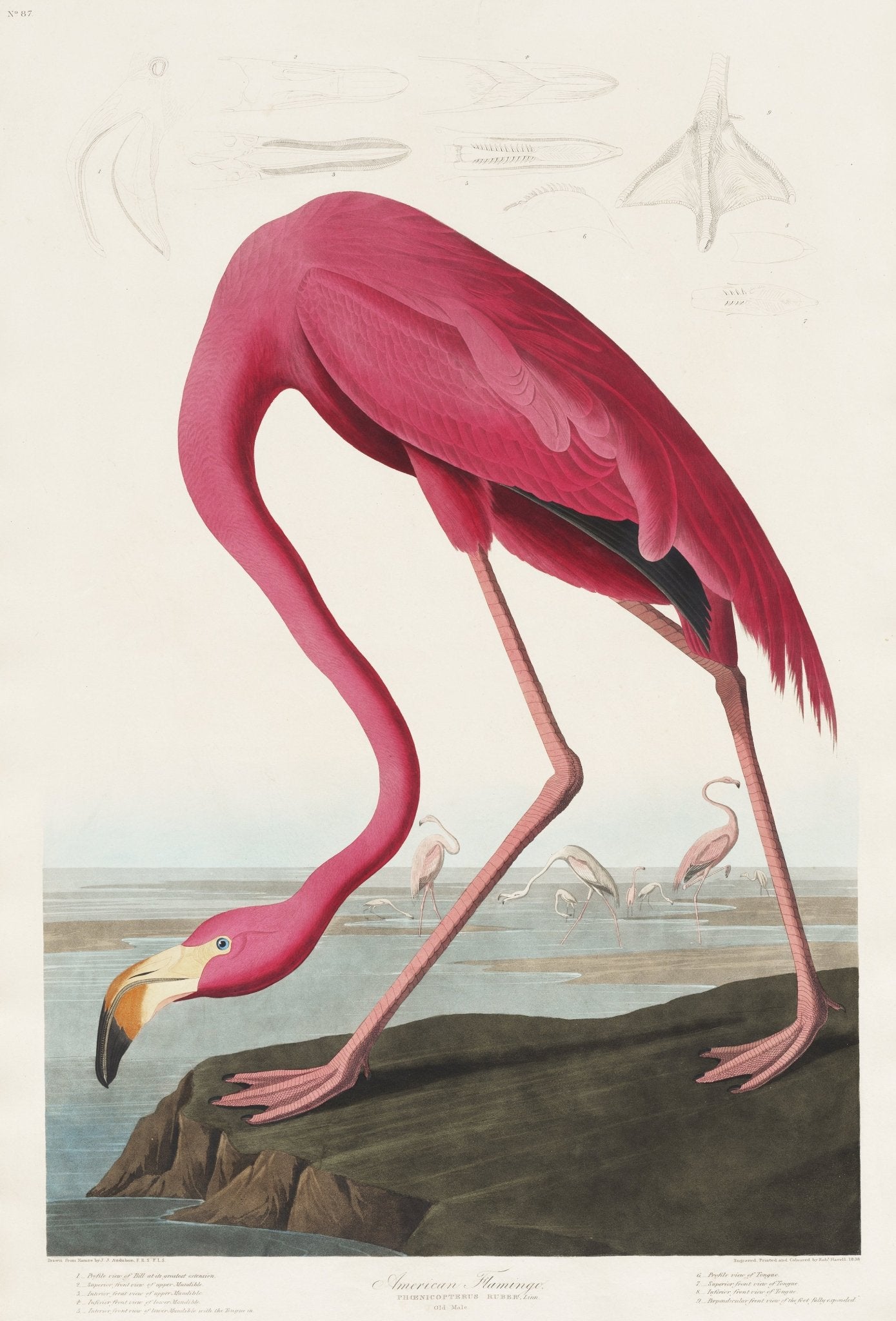 Audubon flamingo oasis wall mural with vintage pink flamingo illustration.