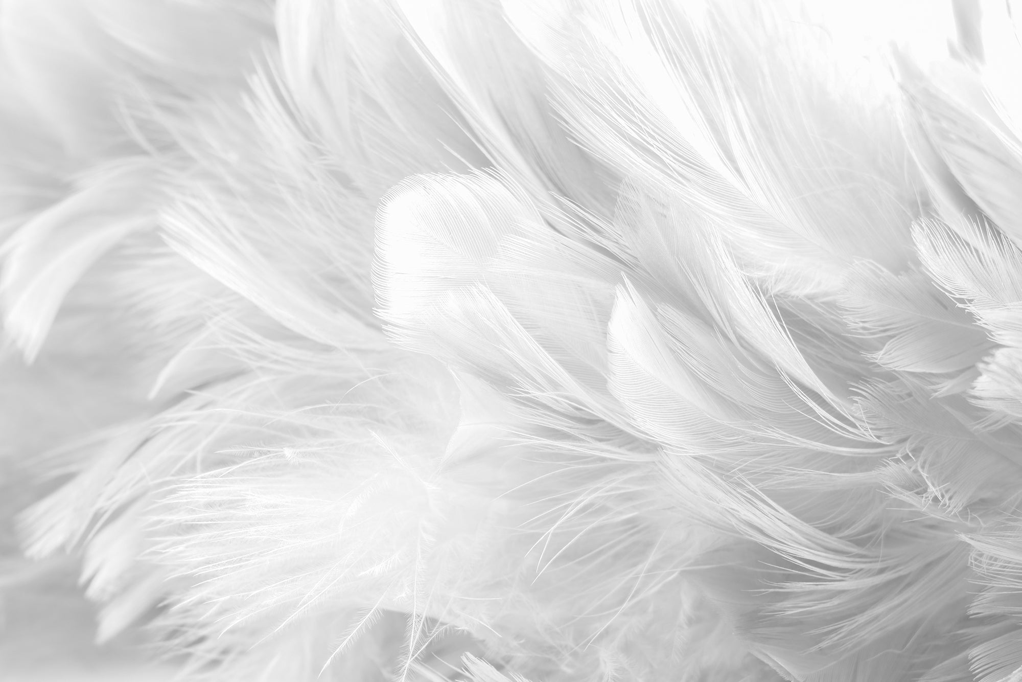 Beautiful White Feather Texture Wall Murals