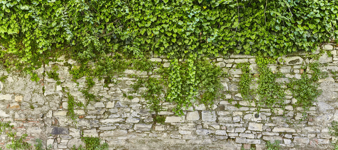 Hanging Green Leaves Wallpaper Murals