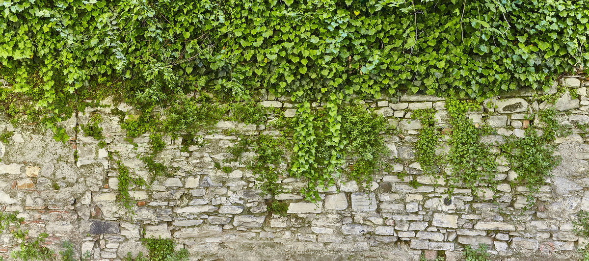 Hanging Green Leaves Wallpaper Murals in your room — zoomed