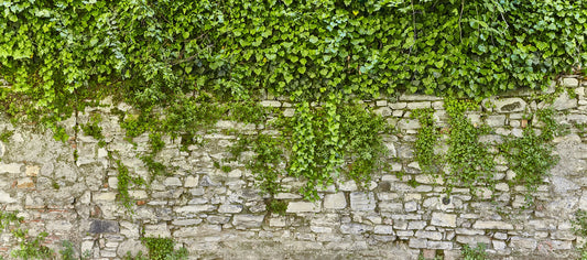 Hanging Green Leaves Wallpaper Murals