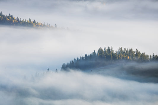 Maple Tree Veiled in Mist Murals