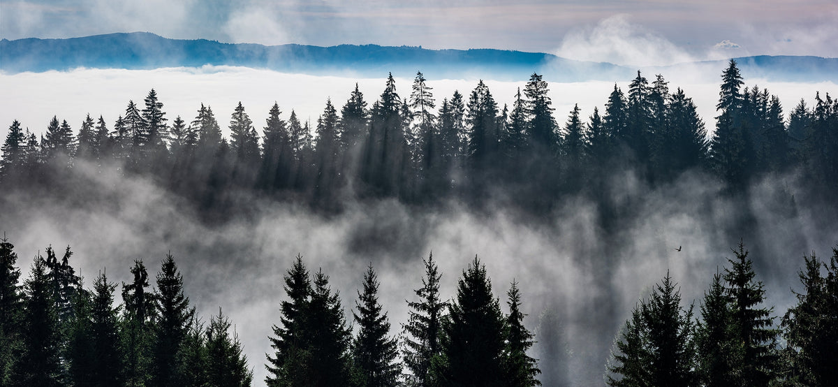 Mountain Mist Landscape Wall Murals in your room