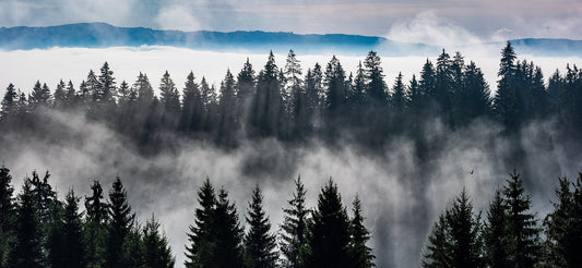 Mountain Mist Landscape Wall Murals