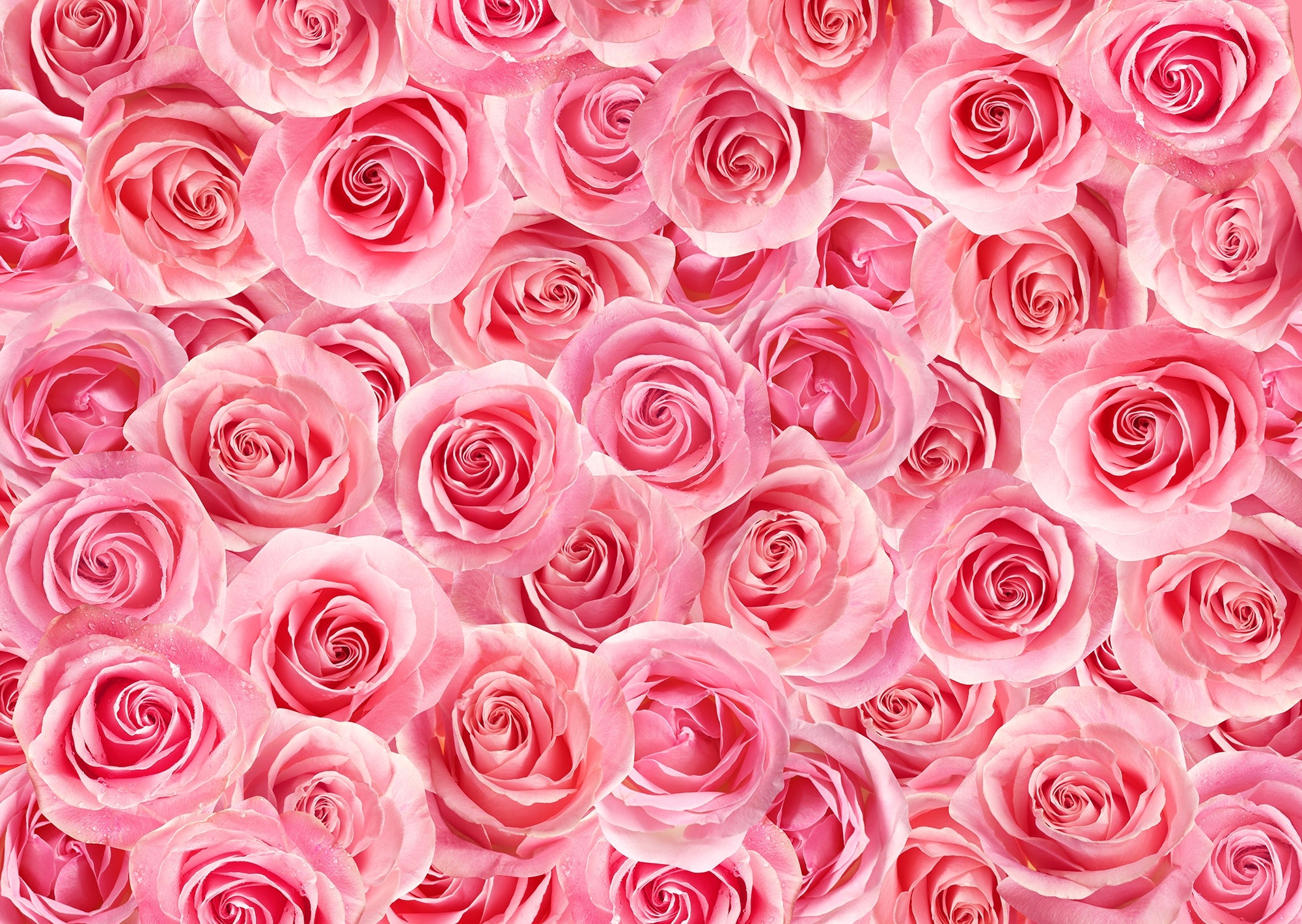 Self Adhesive Charming Pink Rose Murals