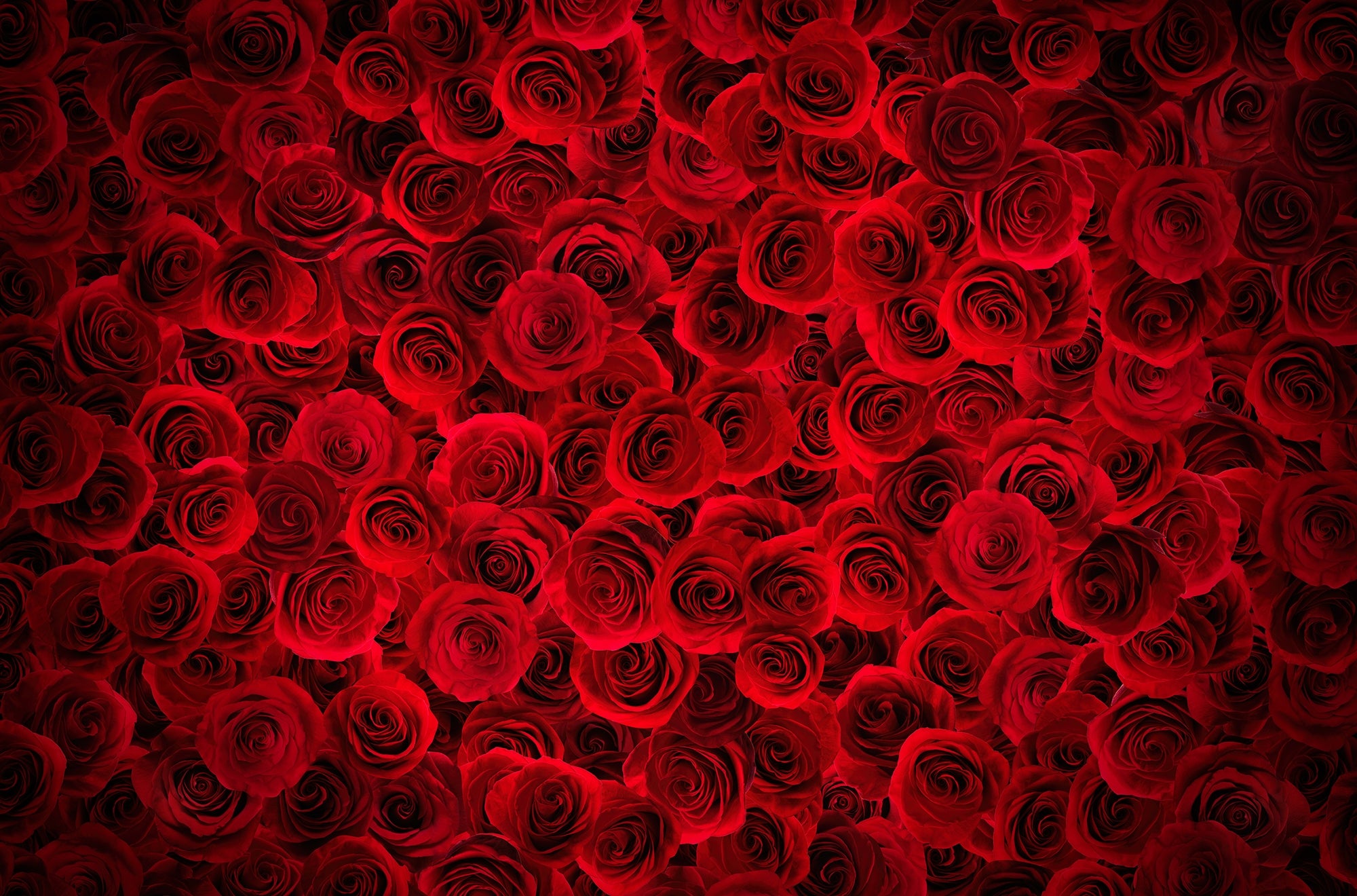 Peel and Stick Fiery Rose Bouquet Murals