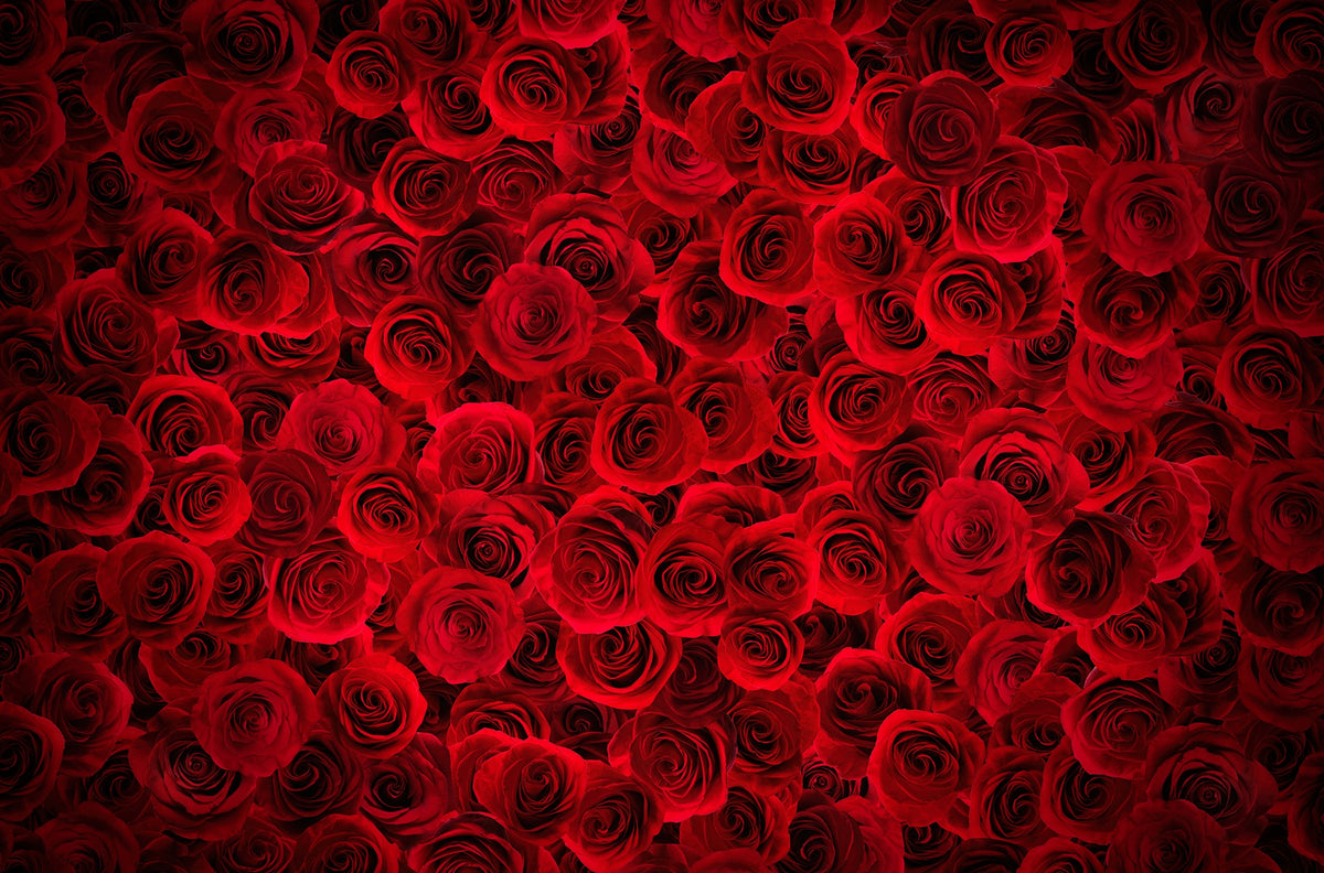 Peel and Stick Fiery Rose Bouquet Murals in your room — zoomed