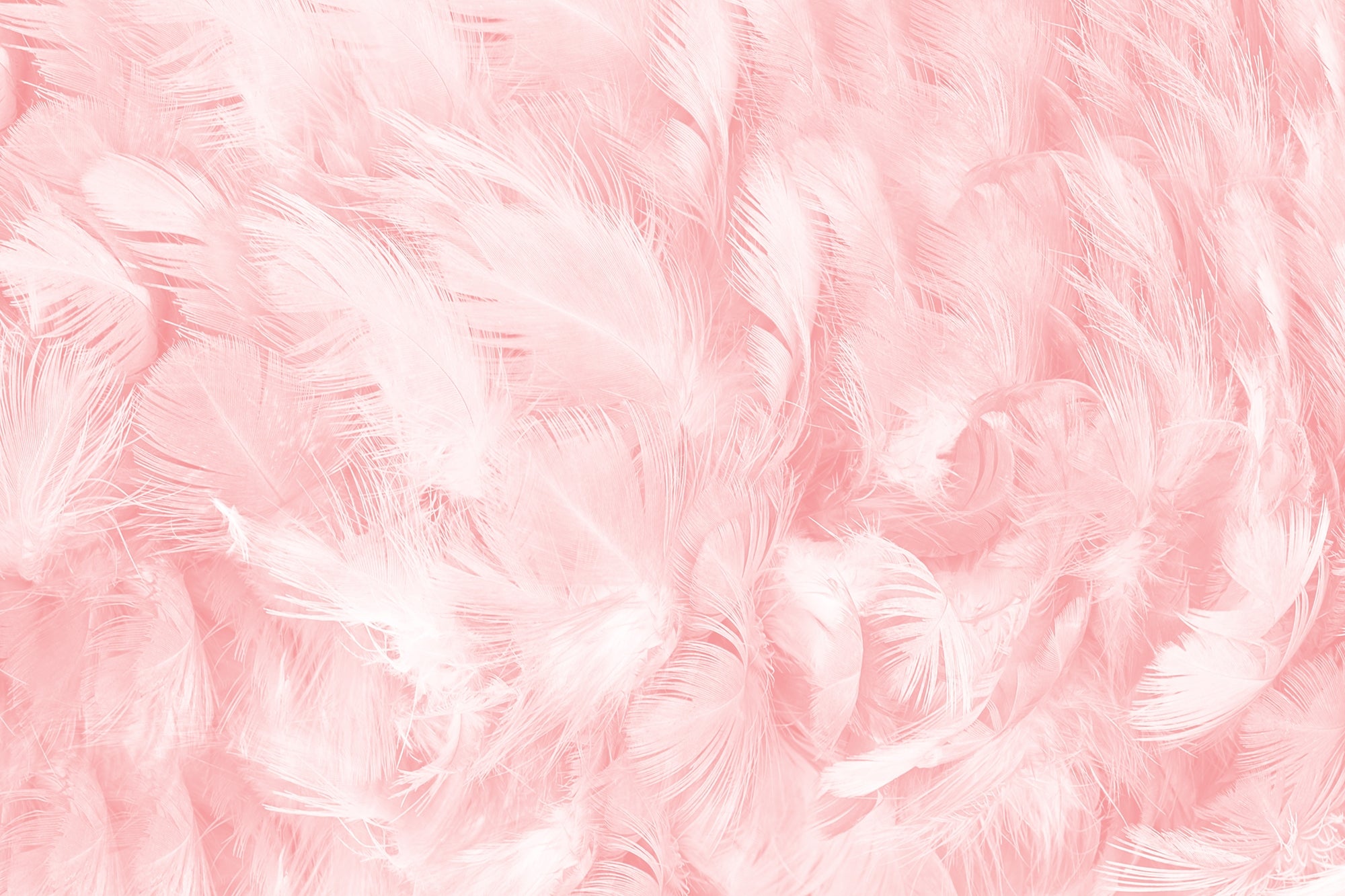 Nostalgic Pink Vintage Feathers Murals