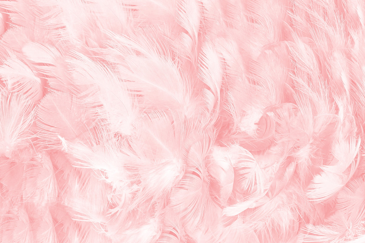 Nostalgic Pink Vintage Feathers Murals in your room — zoomed