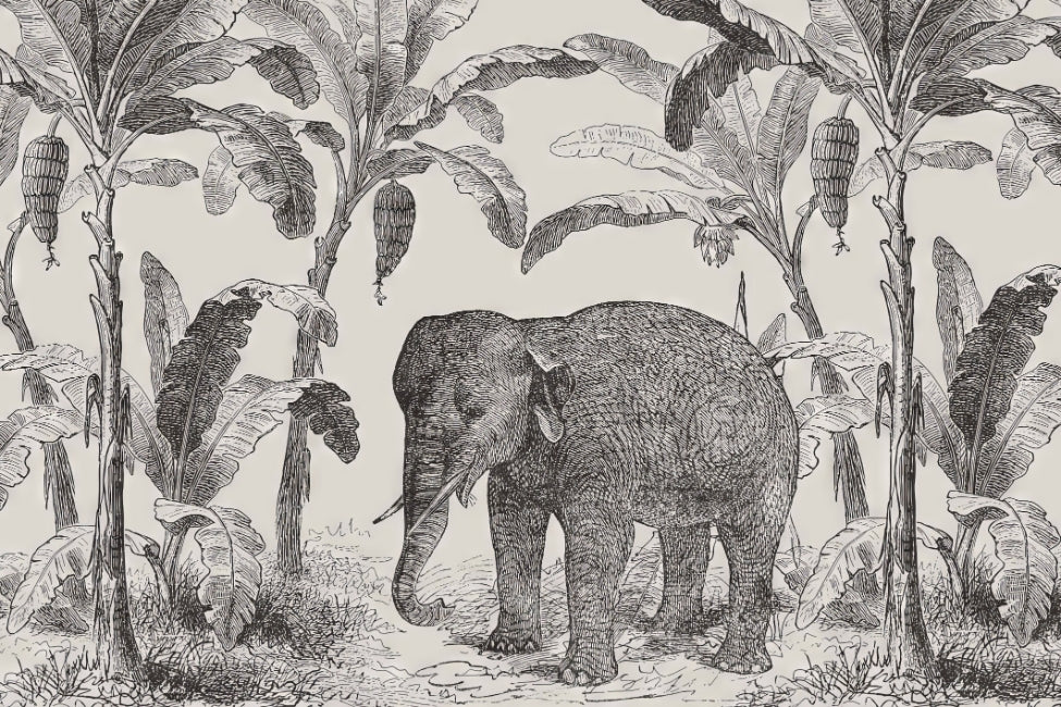 Sketchy Elephant Wallpaper Mural in your room