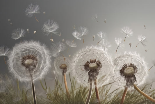 Floating Seeds Tranquil Wall Mural