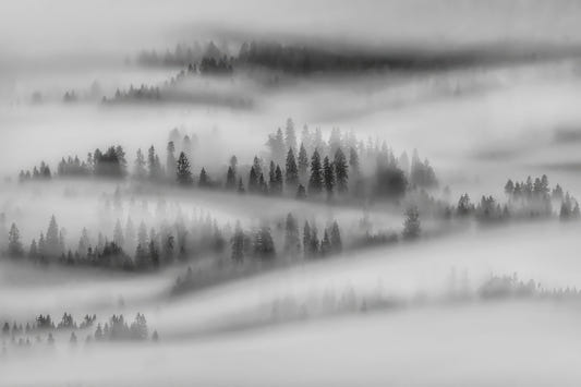 Monochrome Forest Wallpaper Mural