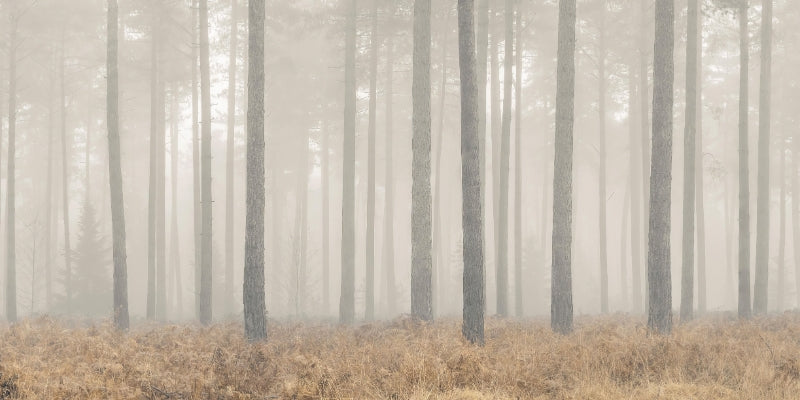 Misty Forest Scene Wall Mural