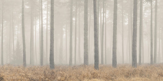 Misty Forest Scene Wall Mural
