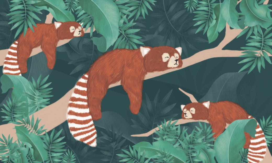 Sleeping Red Pandas Wall Mural in your room — zoomed