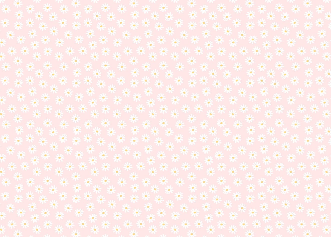 White Color Cosmos Flower Pink Background Wallpaper