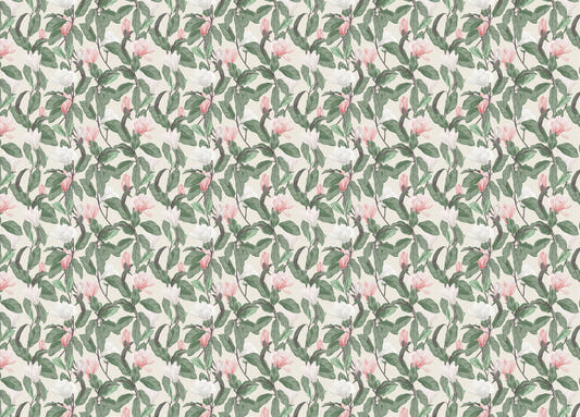 Pink and White Anise Magnolia Flowers Leaves Wallpaper