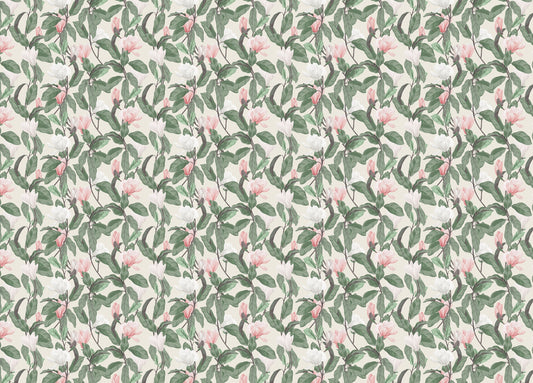 Pink and White Anise Magnolia Flowers Leaves Wallpaper