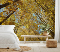 Natural woodland scenery with bright seasonal forest wallpaper.