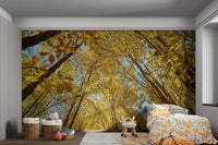Dense autumnal forest ceiling with bright sky wall mural.