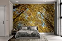 Vibrant yellow oak and maple leaf canopy wall mural.