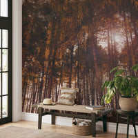 Golden Hour Forest Wallpaper - Wallanza
