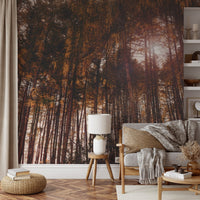 Golden Hour Forest Wallpaper - Wallanza