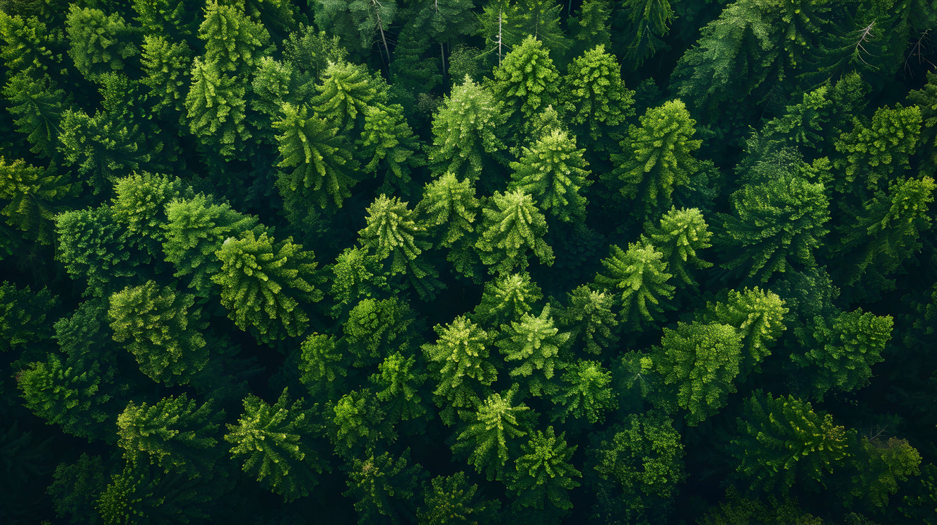 Forest Canopy Dream Wall Mural