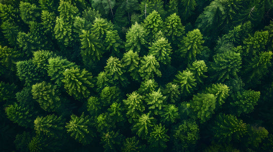 Forest Canopy Dream Wall Mural