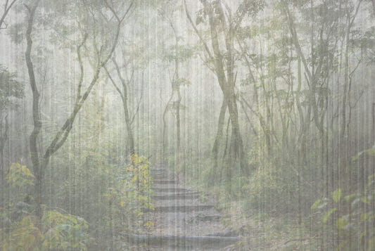 Enchanted Forest Trail Wall Mural