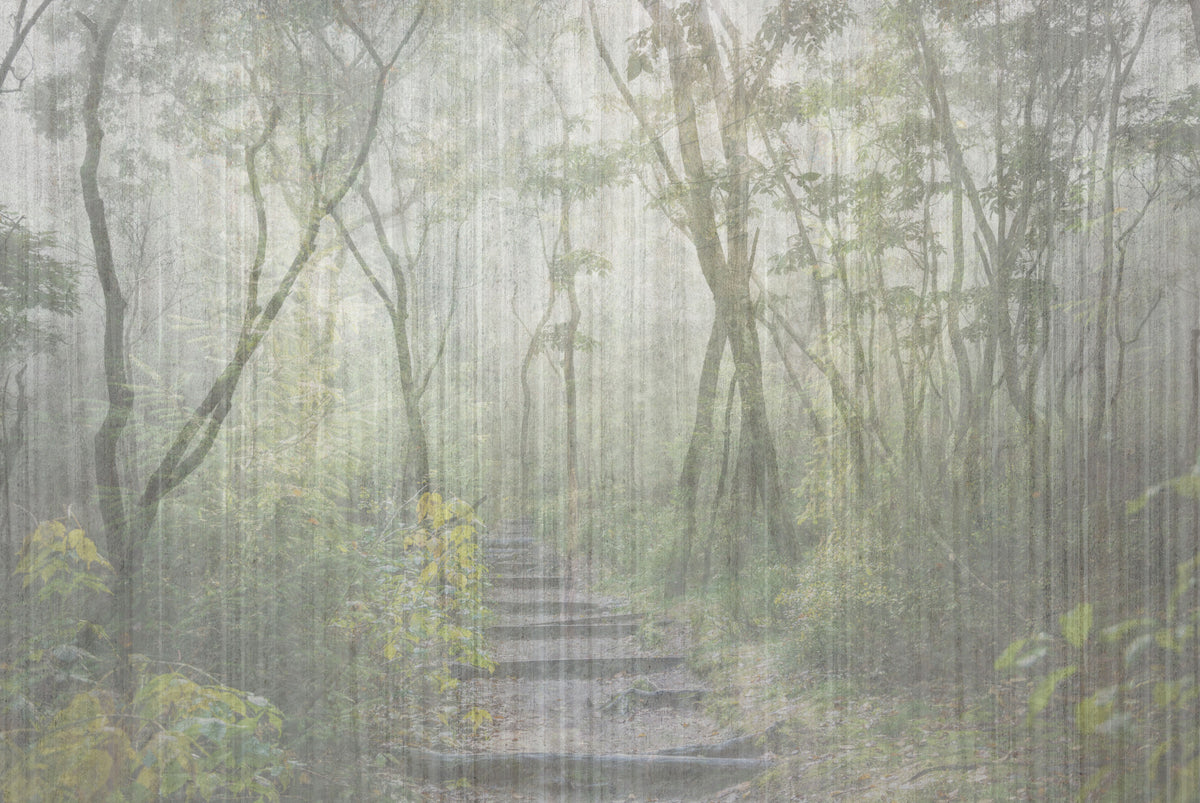 Enchanted Forest Trail Wall Mural in your room — zoomed