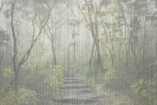 Enchanted Forest Trail Wall Mural