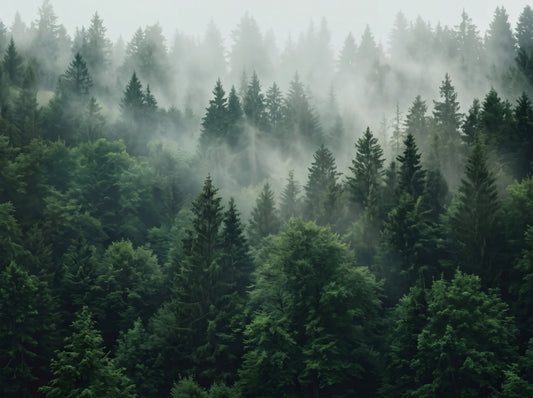 Misty Morning Pine Forest Nature Mural Wall Mural
