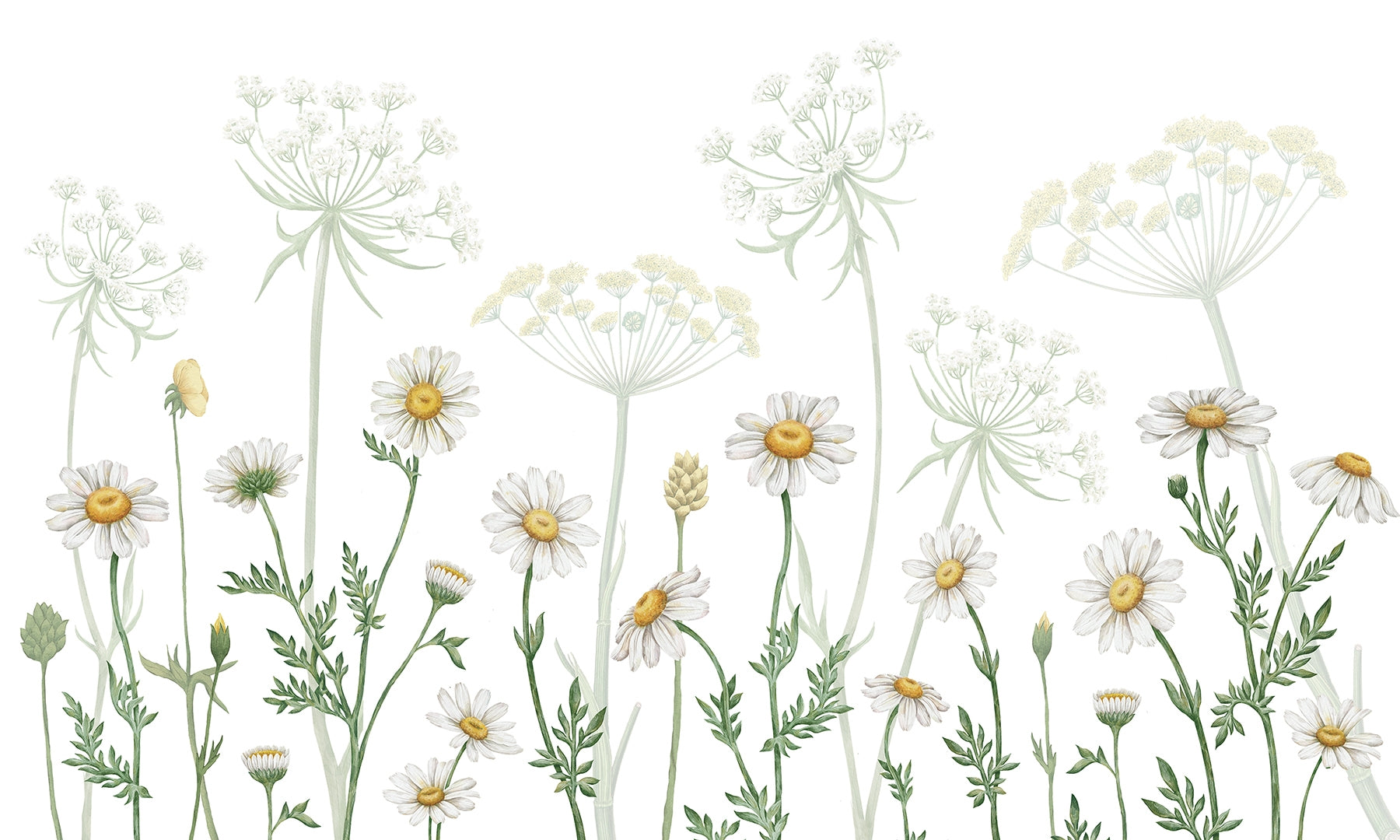 Dazzling Daisies Botanical Mural
